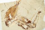 Three Cretaceous Fossil Fish with Pos/Neg - Lebanon #201346-4
